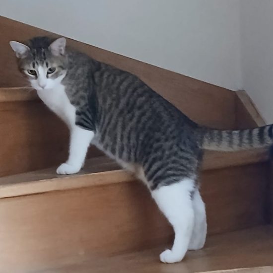 Aristo monte un escalier